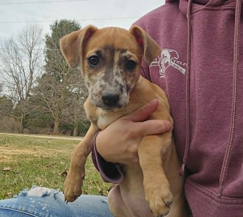 f18 Fava Bean, an adoptable Dachshund in Frankenmuth, MI