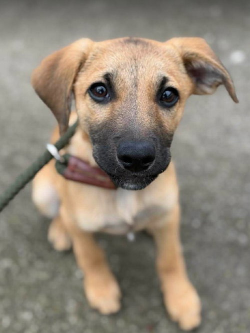 f18 Butter Bean, an adoptable Dachshund in Frankenmuth, MI