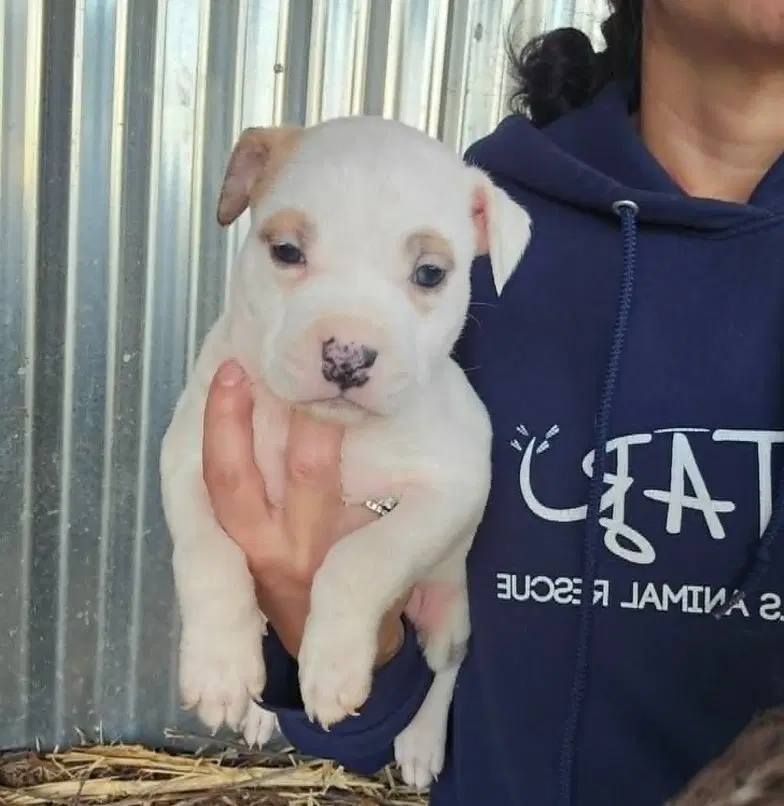 M Mulberry - American Pit Bull Terrier