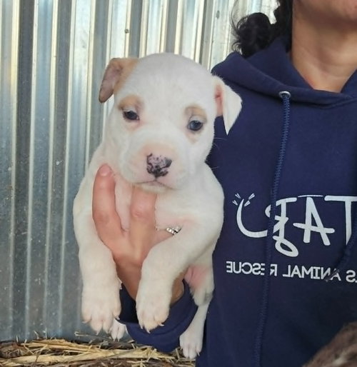 m11 Mulberry, an adoptable American Pit Bull Terrier in Frankenmuth, MI