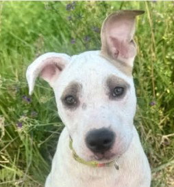 m11 Mulberry, an adoptable dog