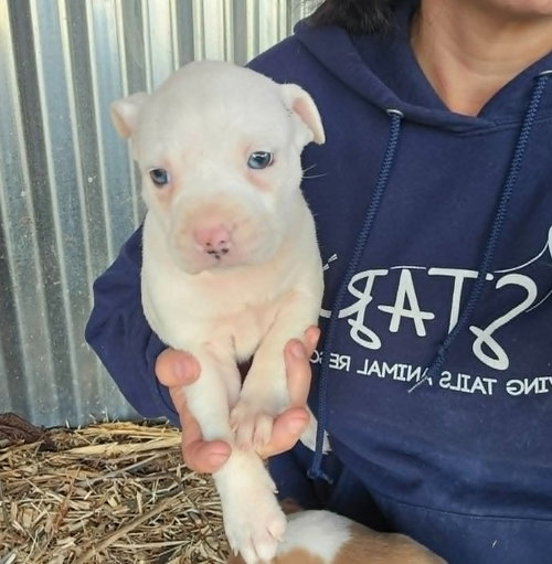 M11 Cranberry, an adoptable American Pit Bull Terrier in Frankenmuth, MI