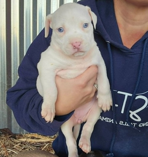 m11 Raspberry, an adoptable American Pit Bull Terrier in Frankenmuth, MI