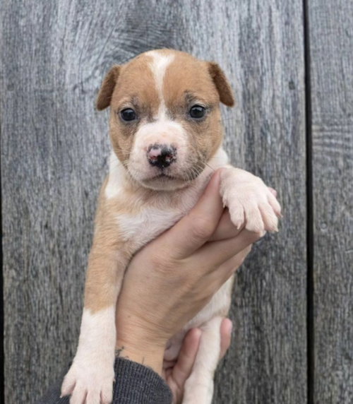 m11 Marionberry, an adoptable American Pit Bull Terrier in Frankenmuth, MI