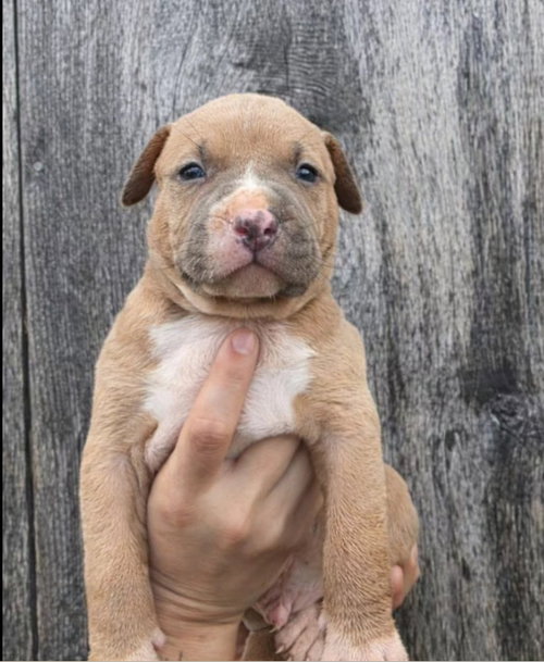 m11 Gooseberry, an adoptable American Pit Bull Terrier in Frankenmuth, MI