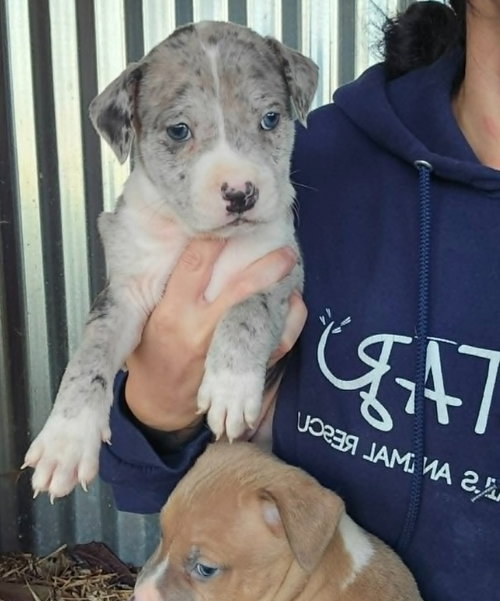m11 Blueberry, an adoptable American Pit Bull Terrier in Frankenmuth, MI