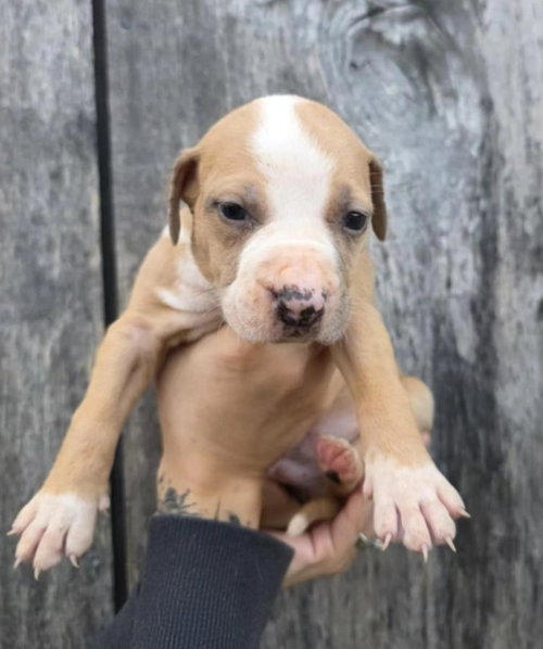 m11 Elderberry, an adoptable American Pit Bull Terrier in Frankenmuth, MI