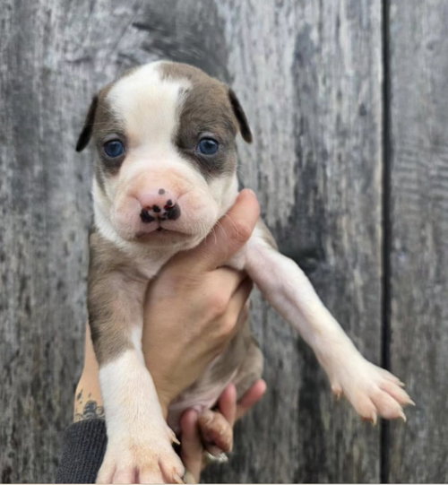 m11 Boysenberry, an adoptable American Pit Bull Terrier in Frankenmuth, MI