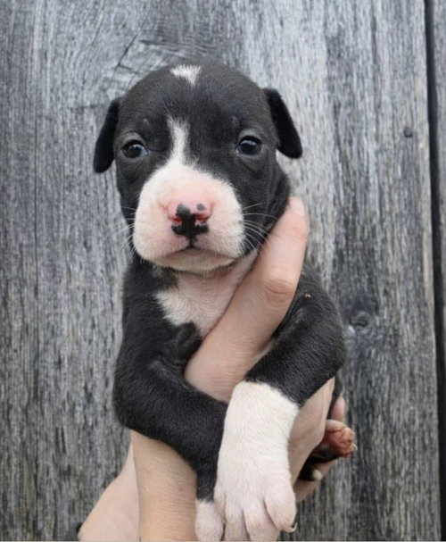 m11 Blackberry, an adoptable American Pit Bull Terrier in Frankenmuth, MI