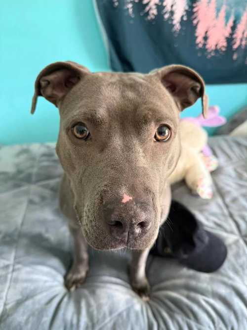 ReRe, an adoptable American Pit Bull Terrier in Frankenmuth, MI