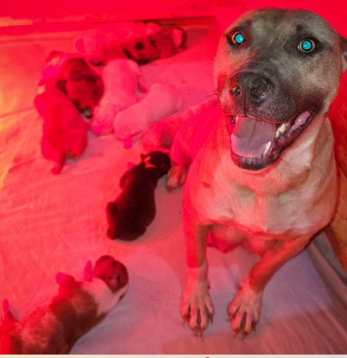 Strawberry, an adoptable American Pit Bull Terrier in Frankenmuth, MI