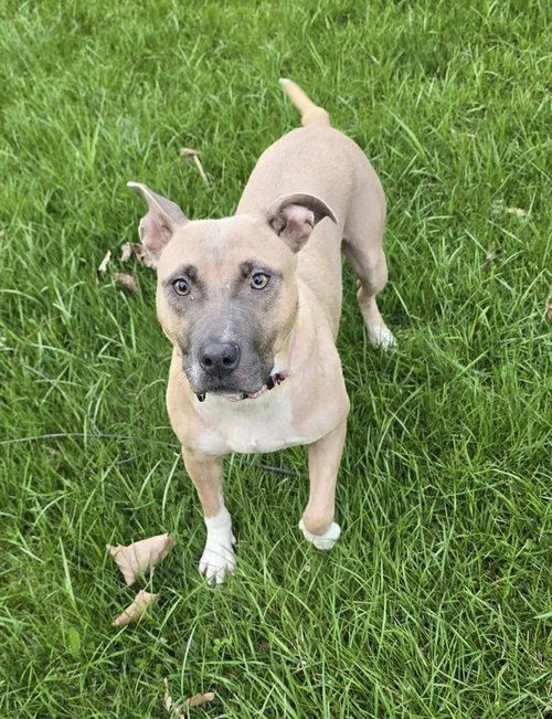 STRAWBERRY - American Pit Bull Terrier for adoption in Flint
