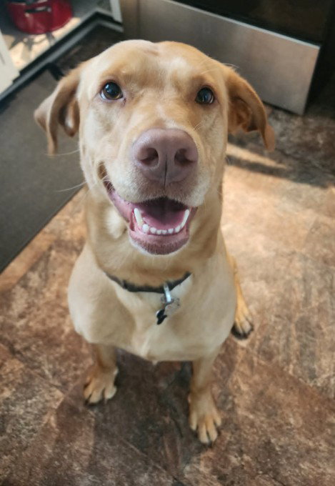 Jake, an adoptable Labrador Retriever in Frankenmuth, MI