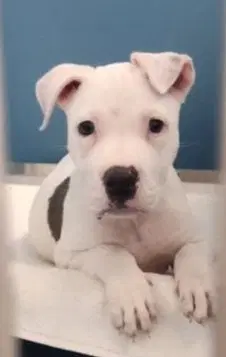 Mochi - American Pit Bull Terrier