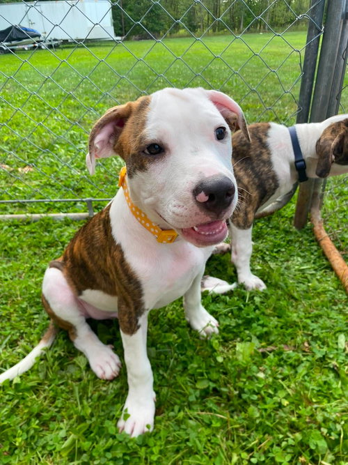 Bruce, an adoptable dog