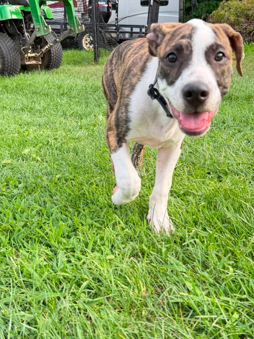 Junior, an adoptable dog