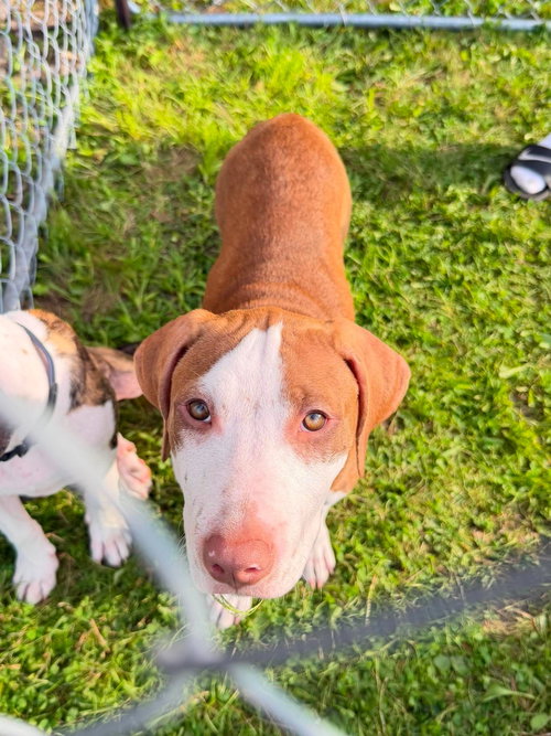 Penelope(Penny), an adoptable dog