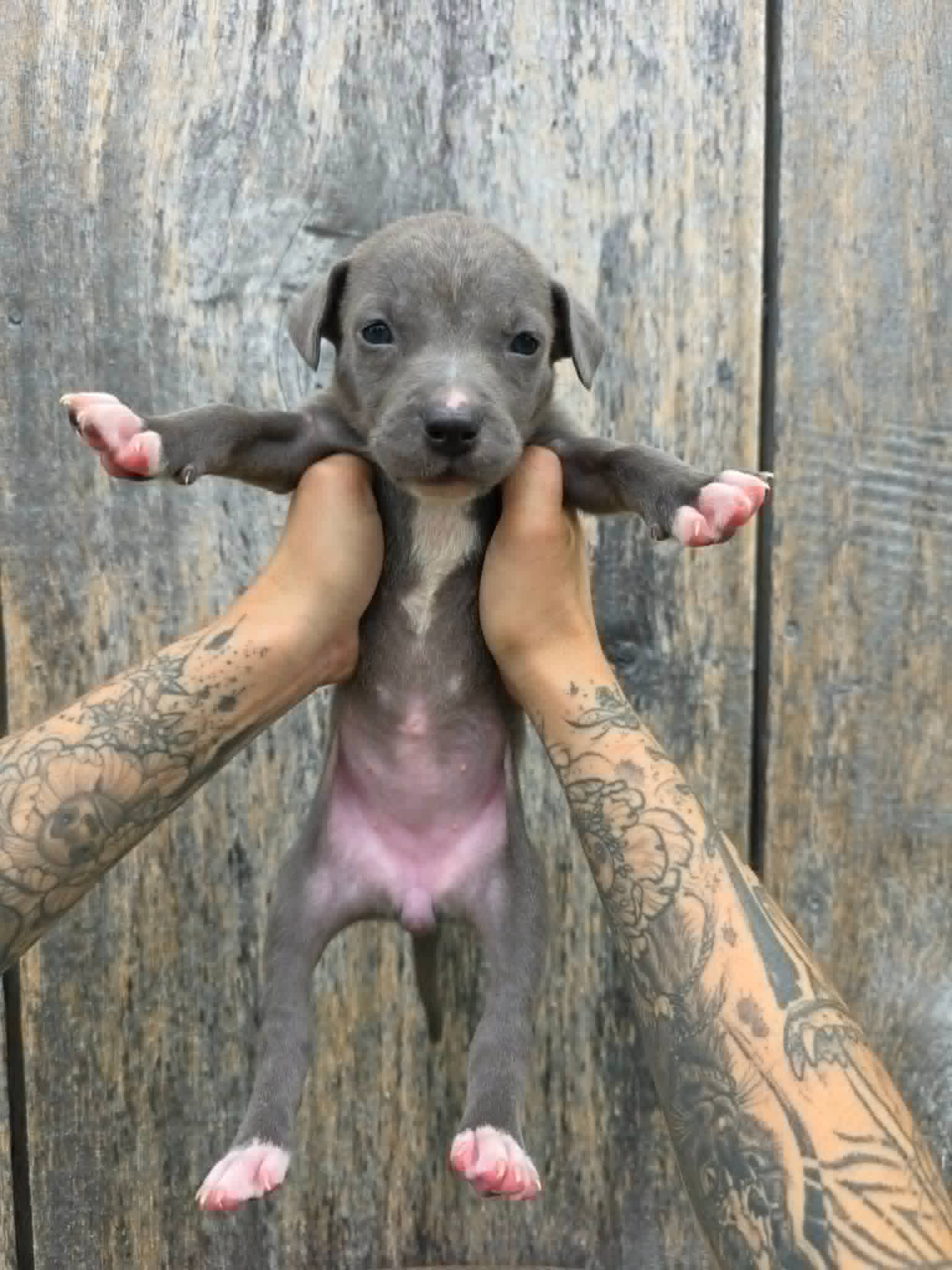Sr Puppy
