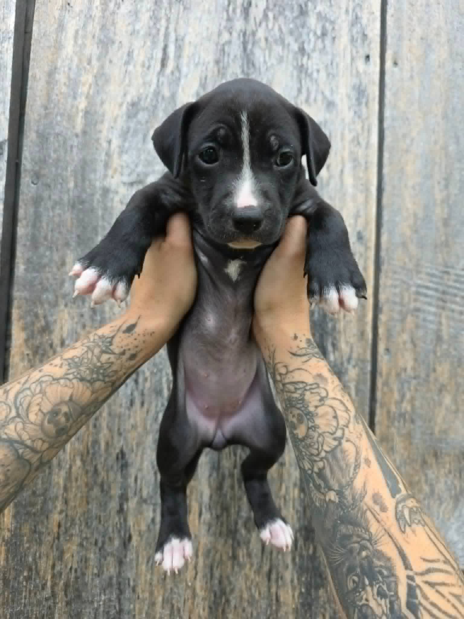 Sr Puppy - American Pit Bull Terrier