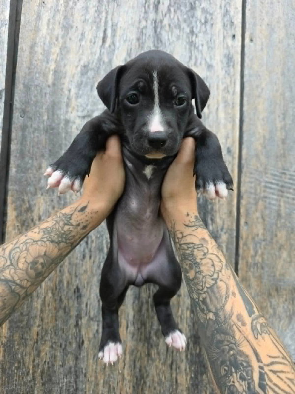 SR Puppy 2/21
