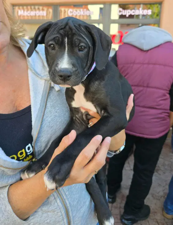 Sr Puppy image 2
