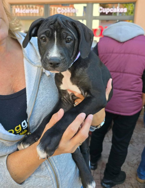 SR Puppy 2/21, a dog for adoption from Saving Tails Animal Rescue
