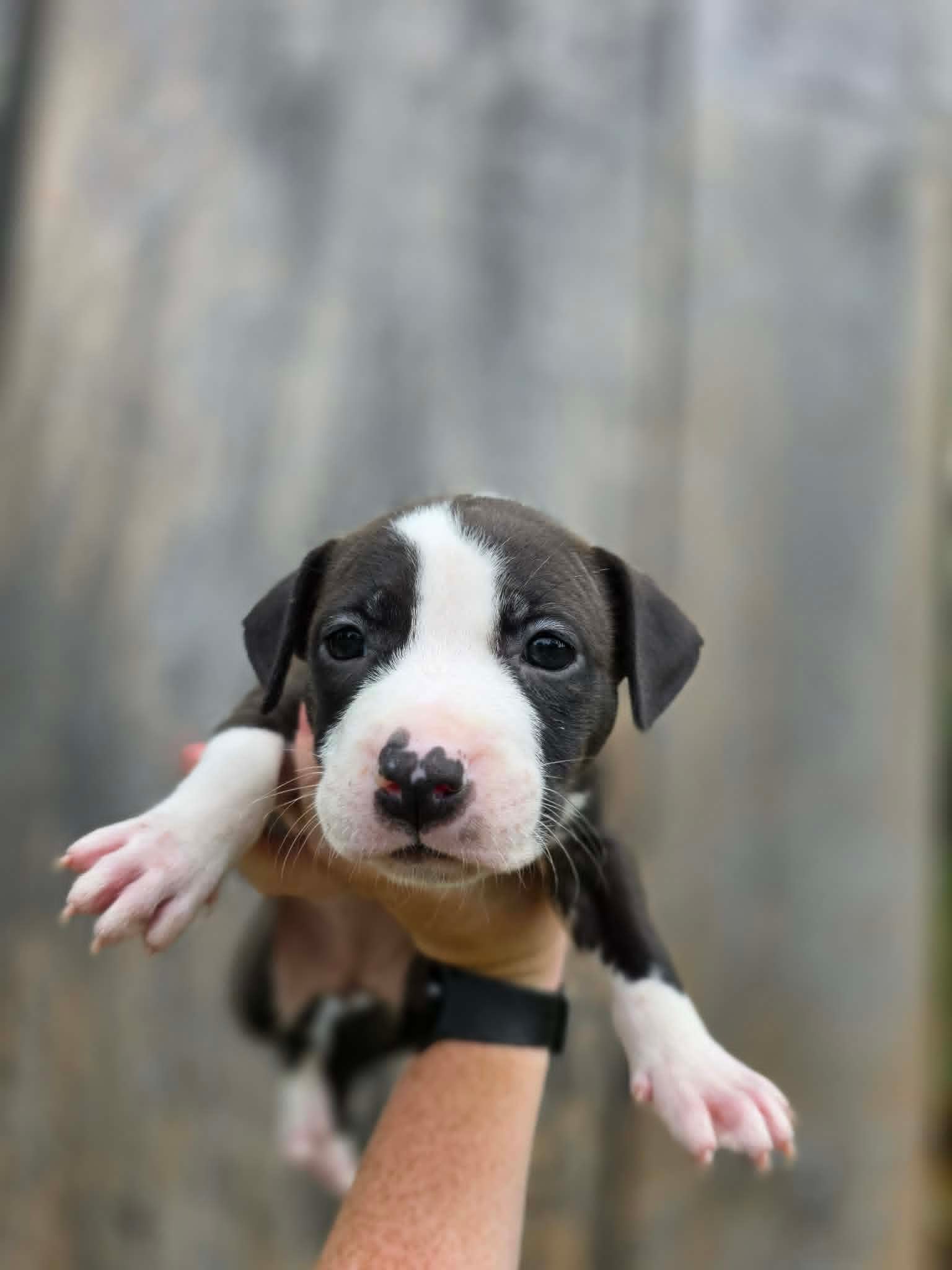 Sr Puppy