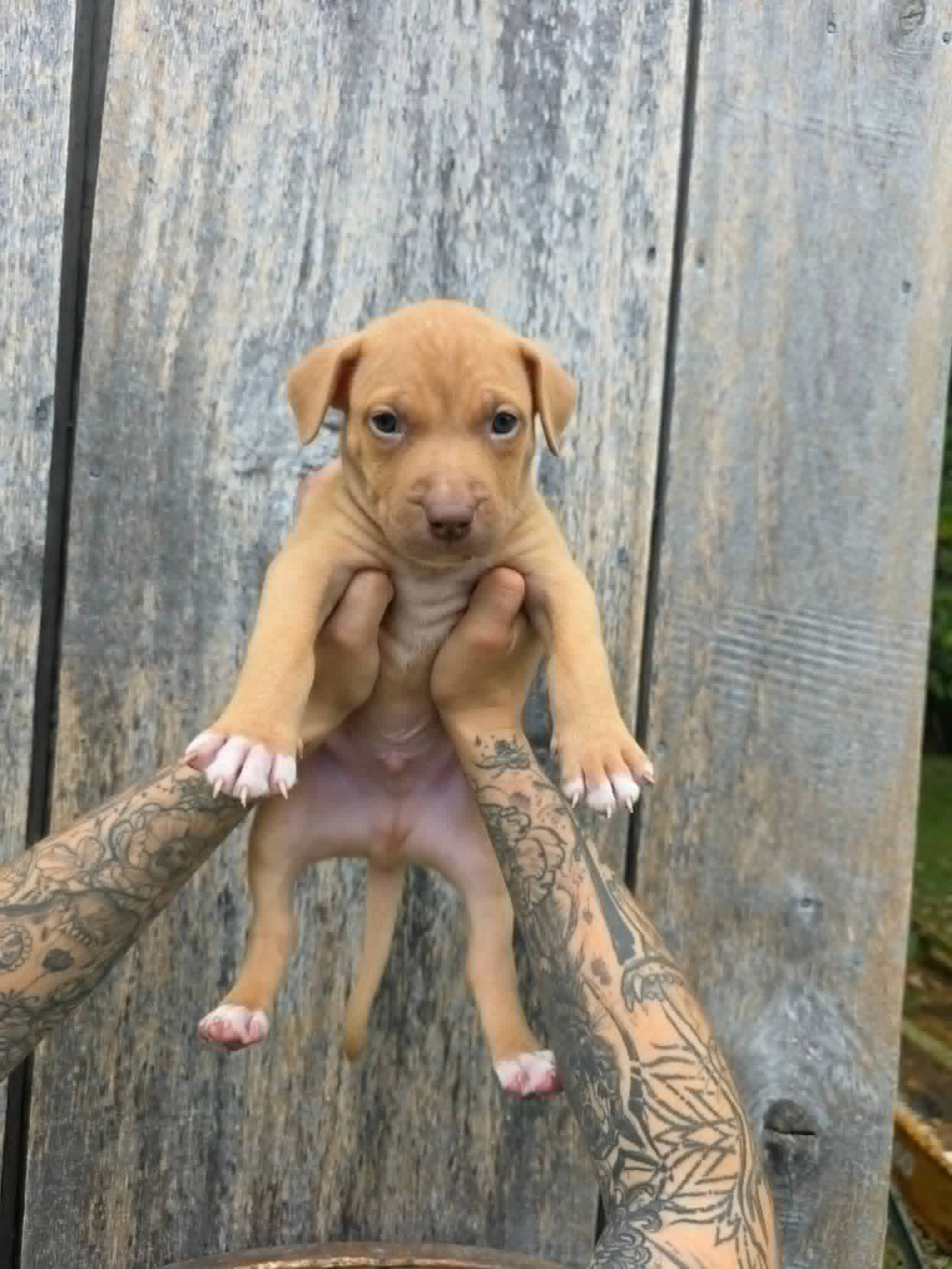 Sr Puppy