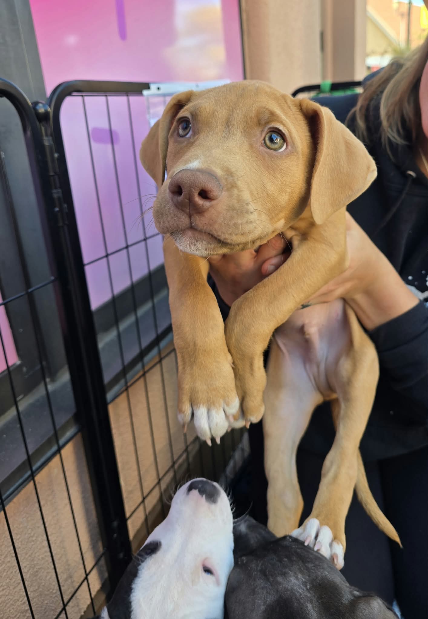 SR Puppy 4/21, American Pit Bull Terrier