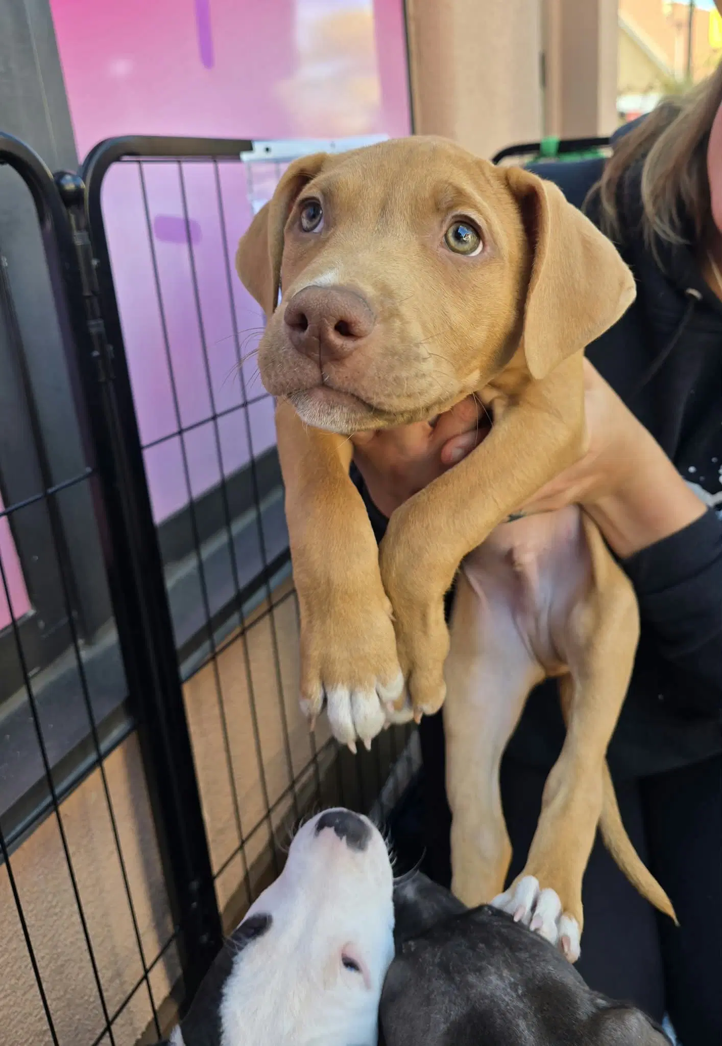 Sr Puppy image 3