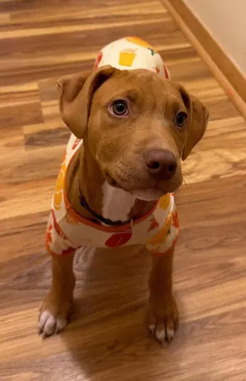 Sr Puppy image 2
