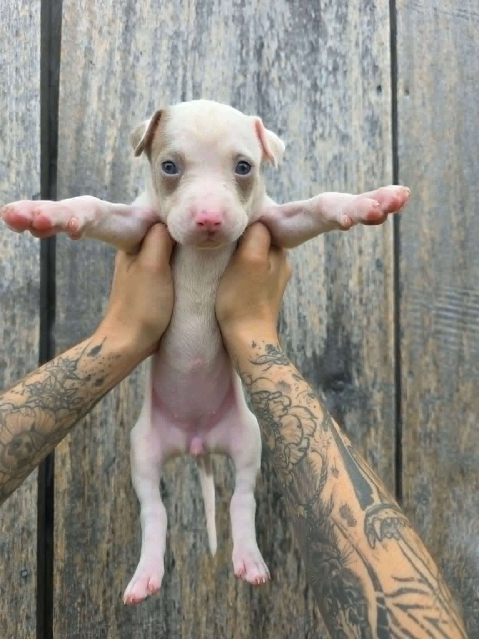 Sr Puppy - American Pit Bull Terrier