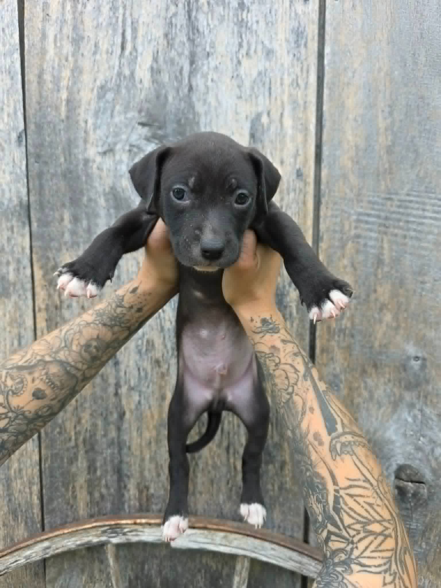 Sr Puppy