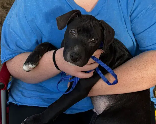 Sr Puppy image 2
