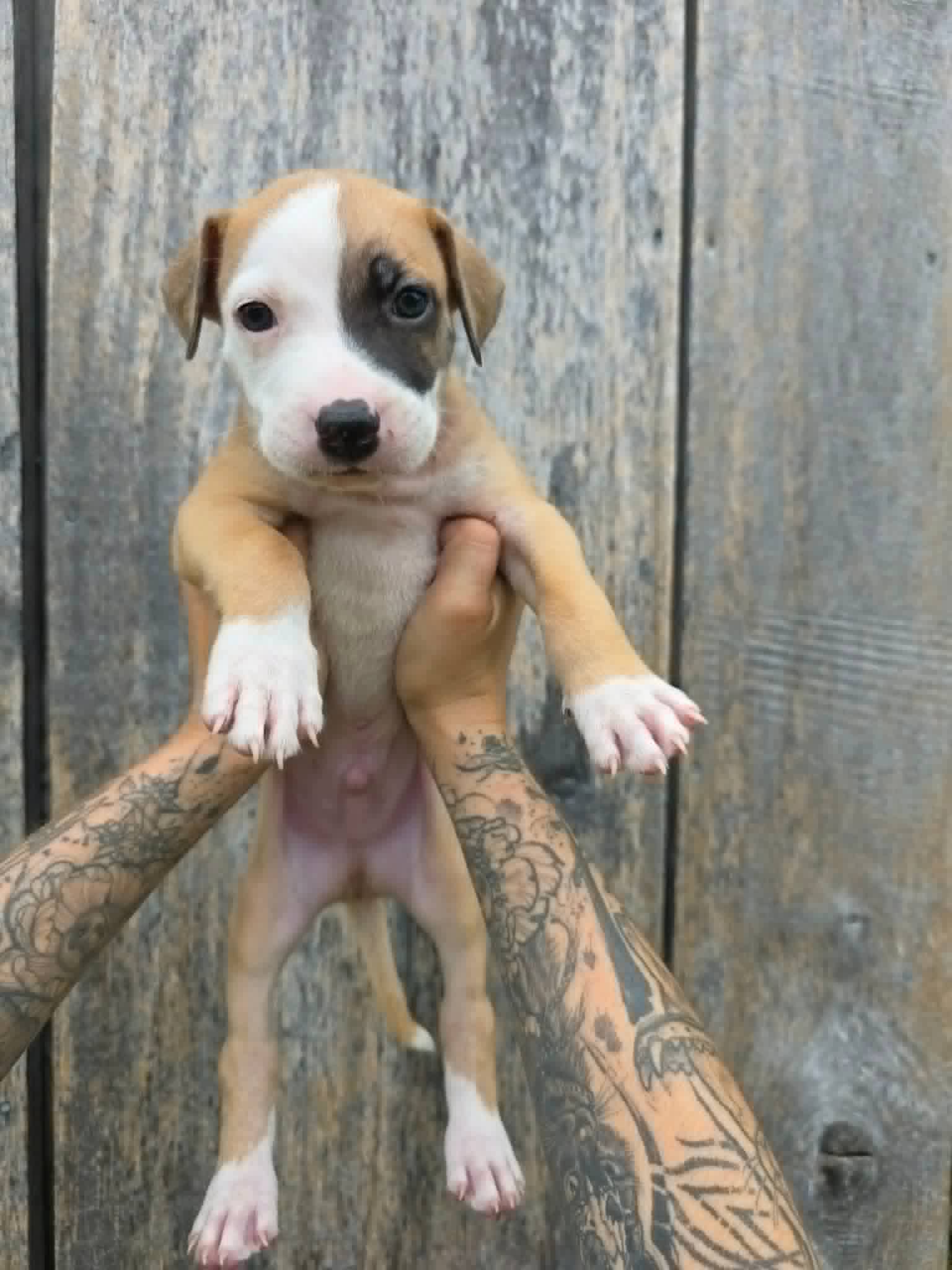 Sr Puppy - American Pit Bull Terrier