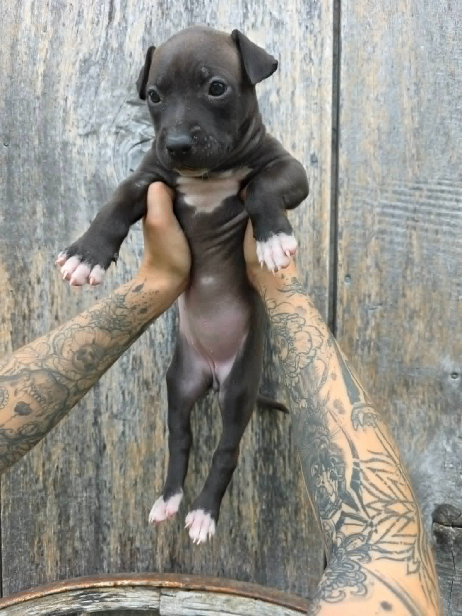 Sr Puppy