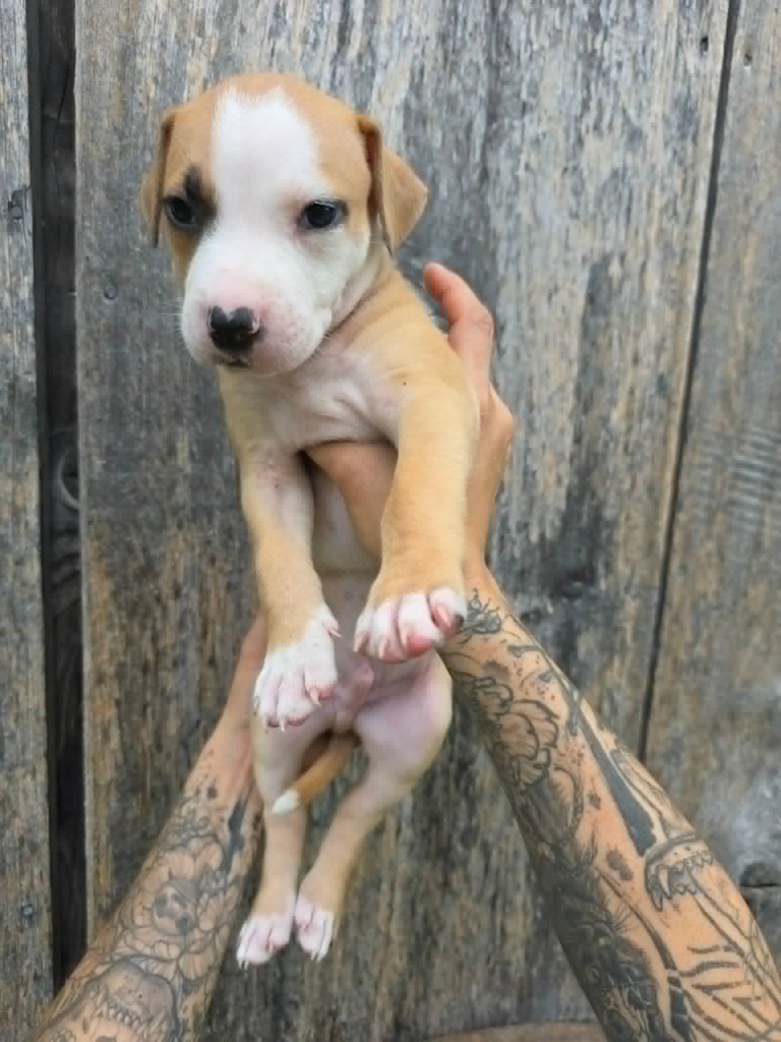 Puppy
