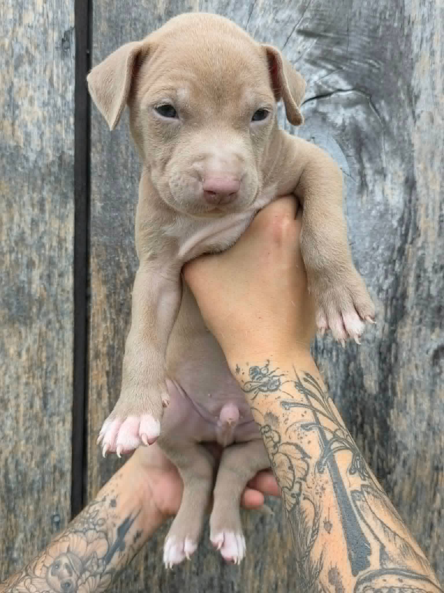Sr Puppy - American Pit Bull Terrier