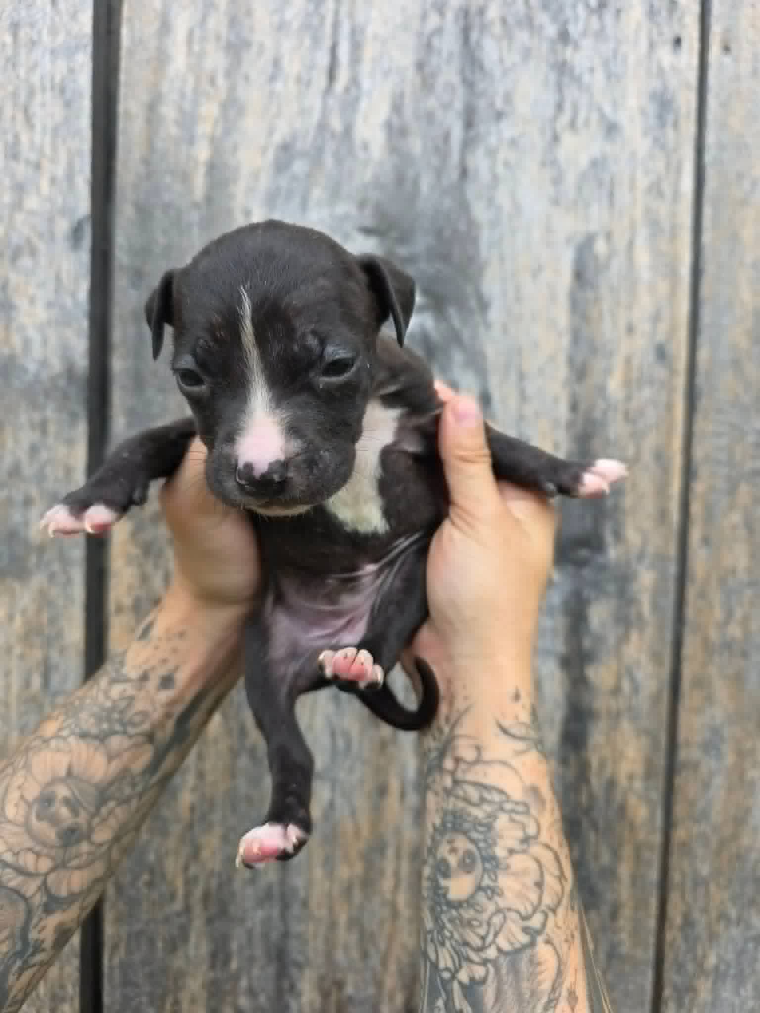 Sr Puppy