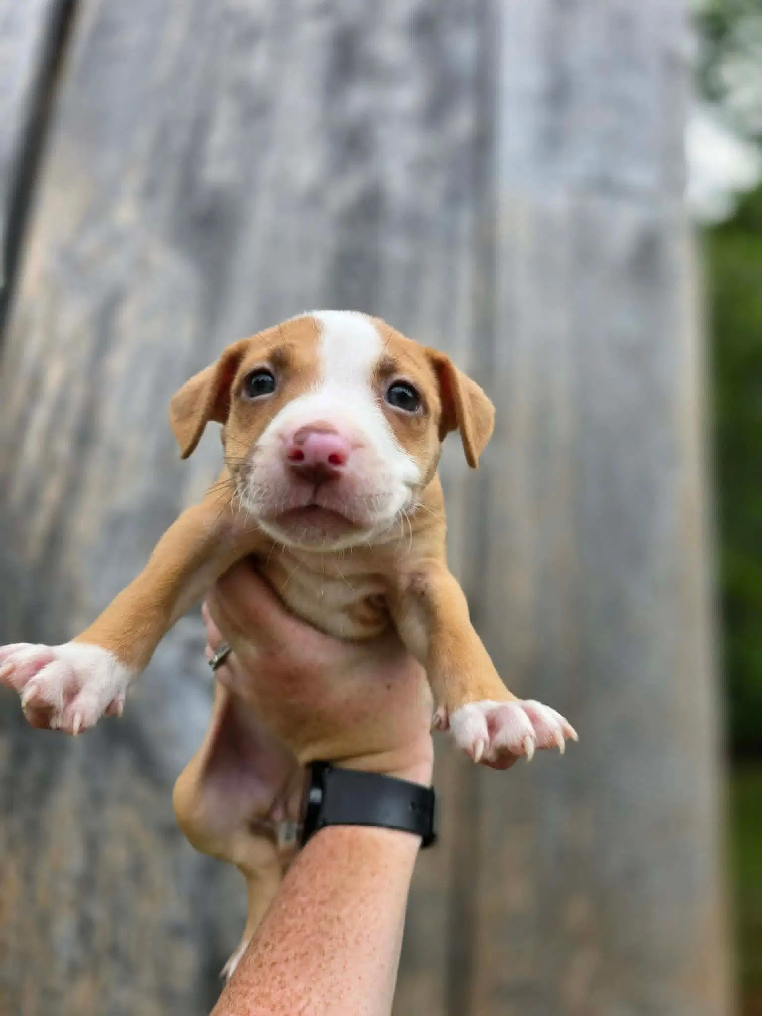 Sr Puppy image 1