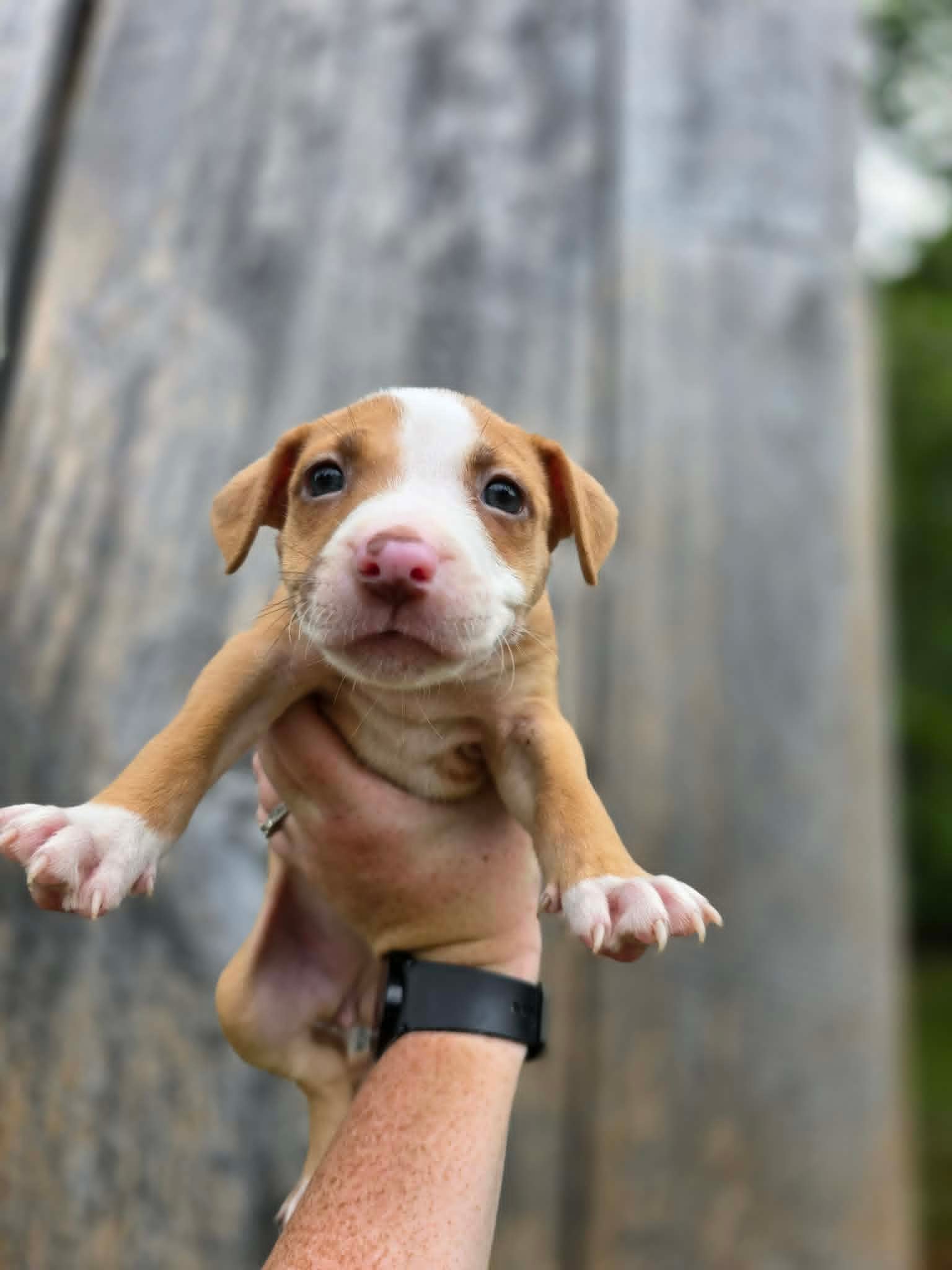 Sr Puppy