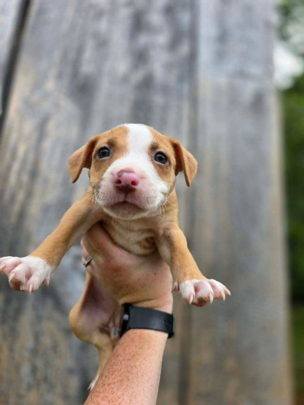 SR Puppy 12/21