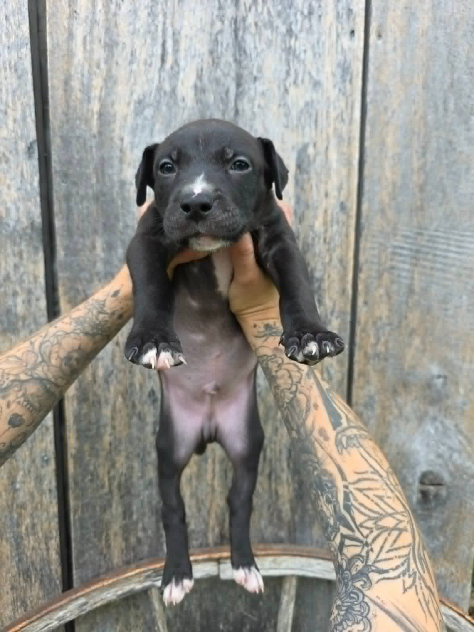 Sr Puppy - American Pit Bull Terrier