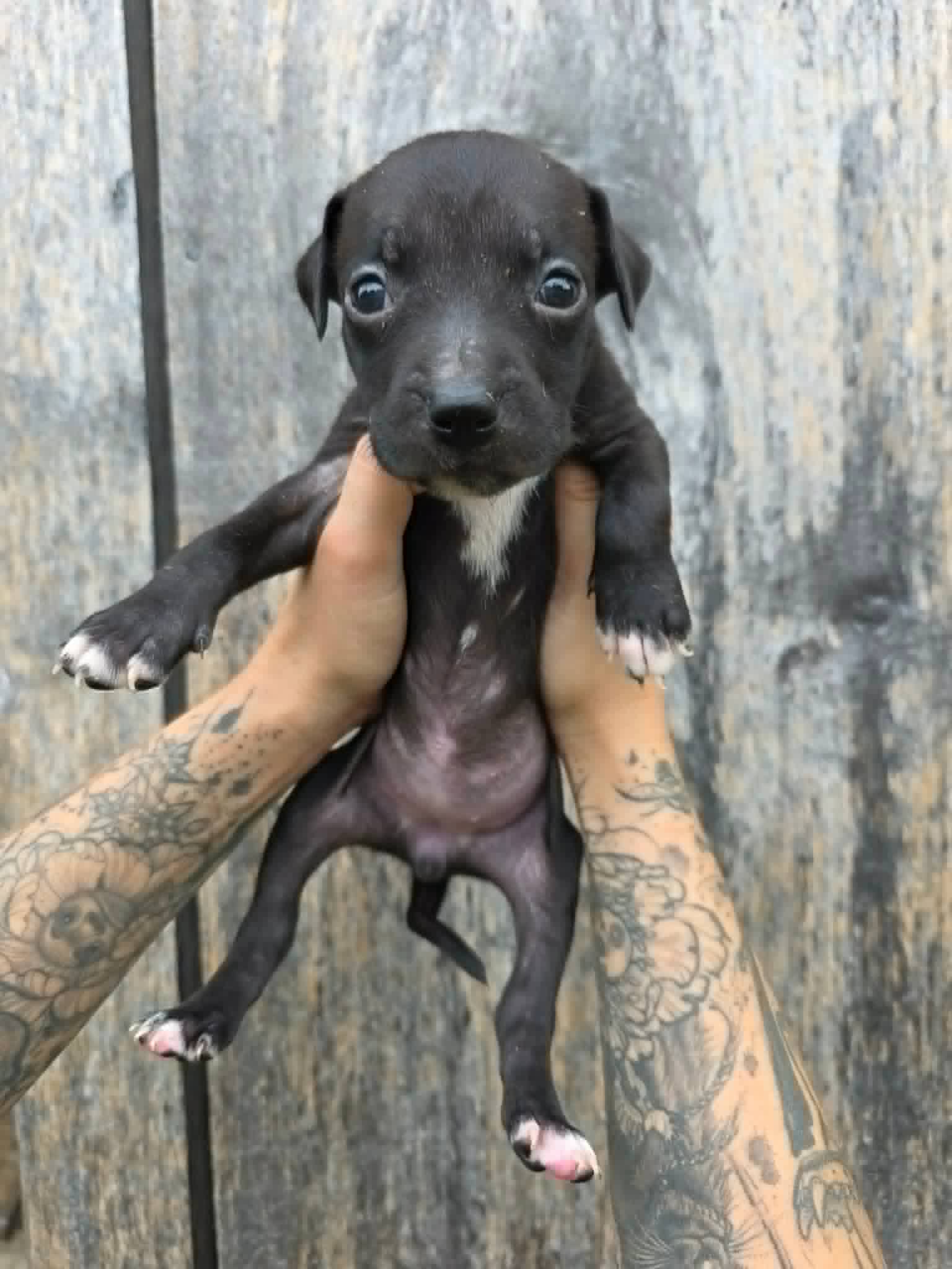 Sr Puppy