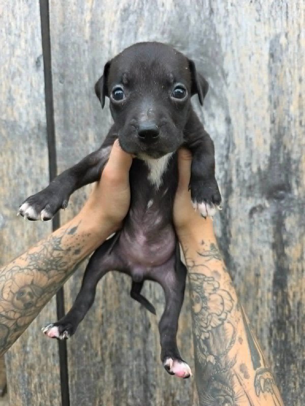 SR Puppy 14/21