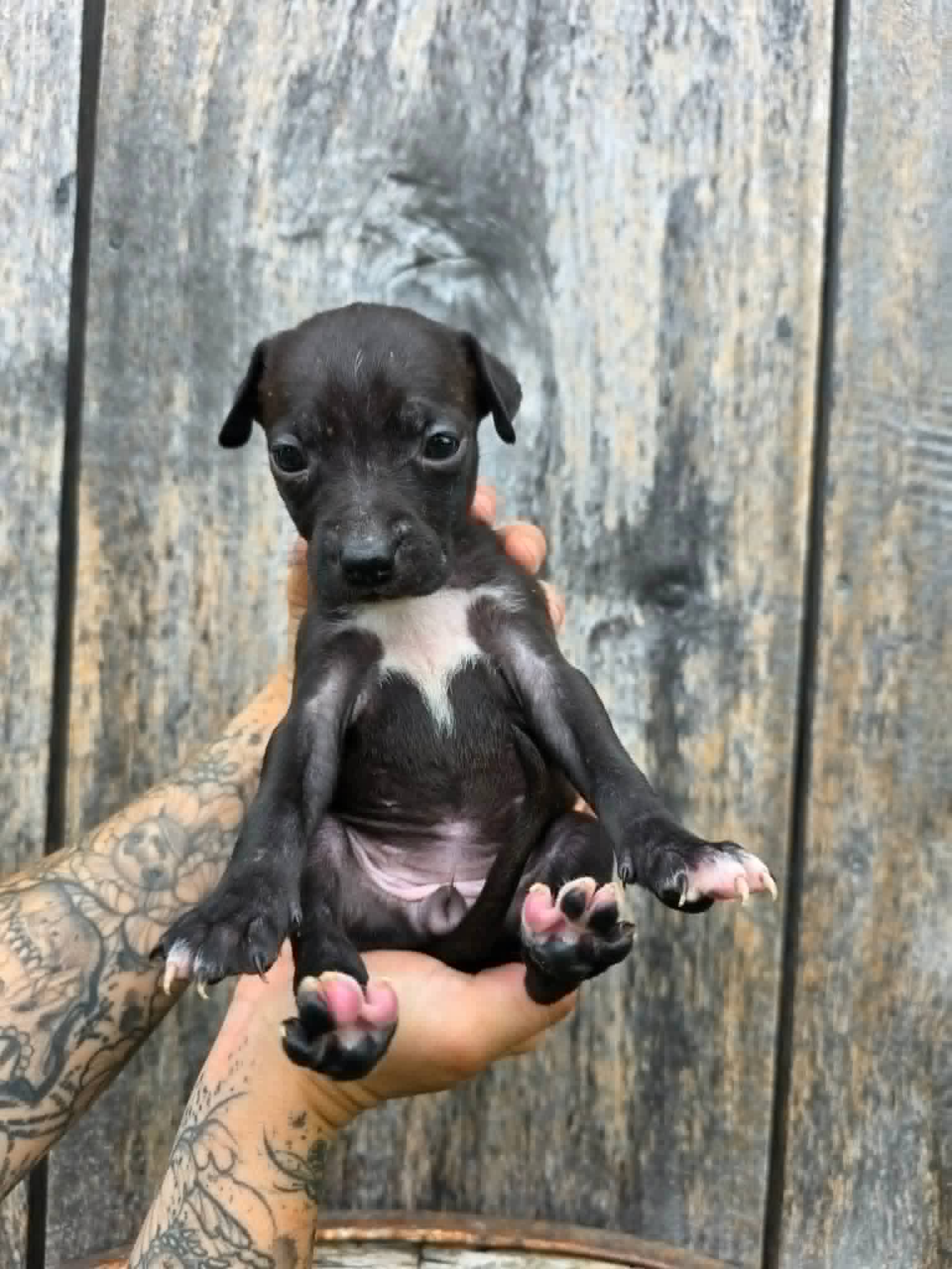 Sr Puppy image 1