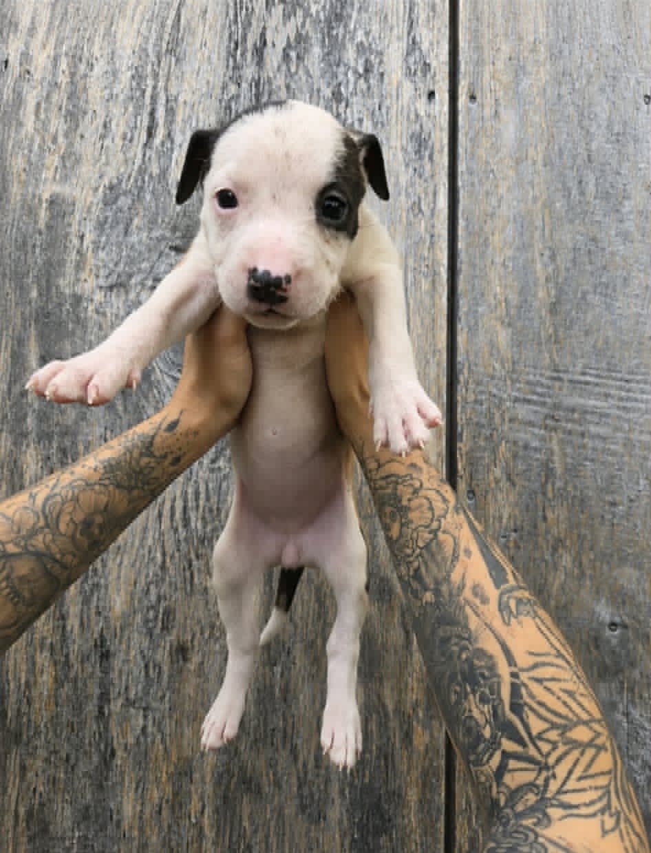Sr Puppy