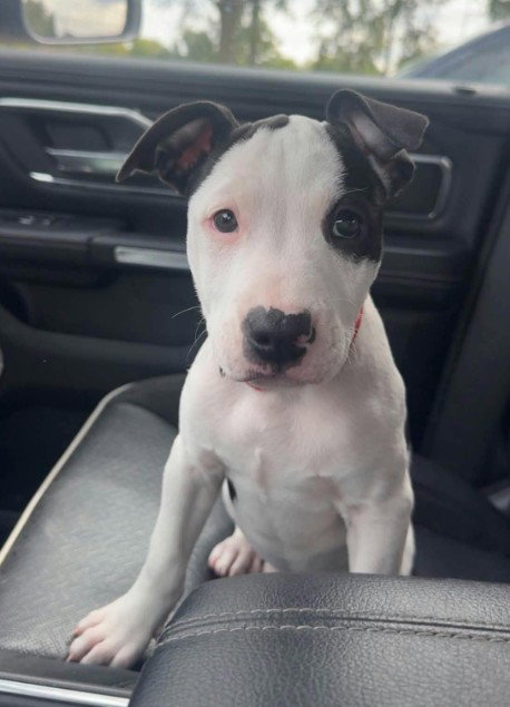 SR Puppy 16/21, American Pit Bull Terrier