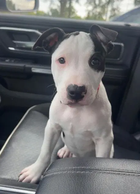 Sr Puppy image 3