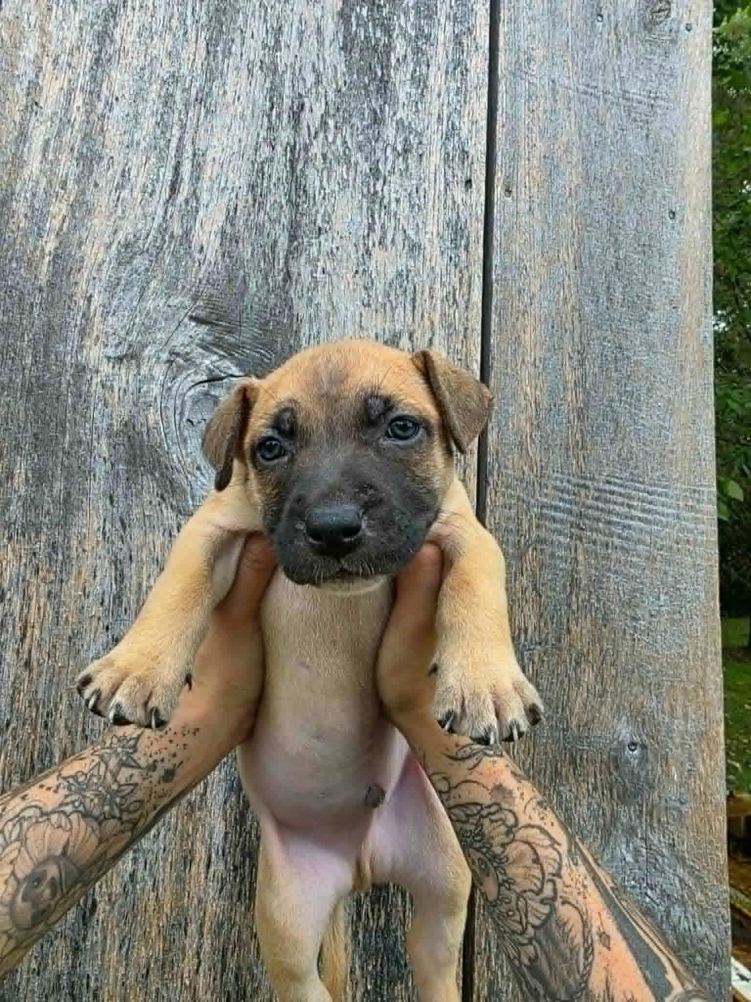 Sr Puppy image 1